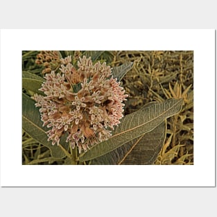 Milkweed Bloom No.3 Posters and Art